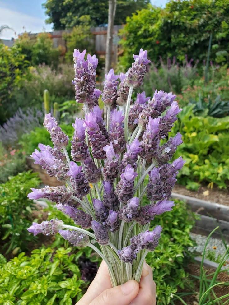 Harmony's Whisper Elegant Flora